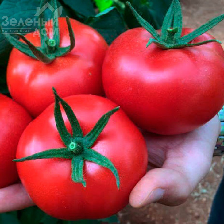 Маско F1 / Masco F1,75 днів фото 2