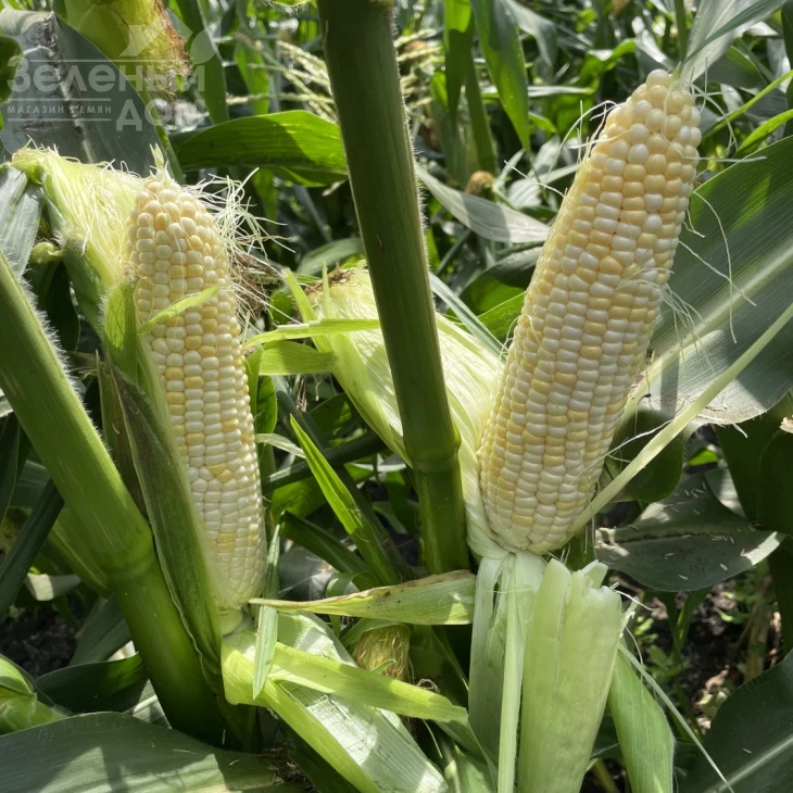 Айрон F1 / Ayron F1, 74 дня фото 5