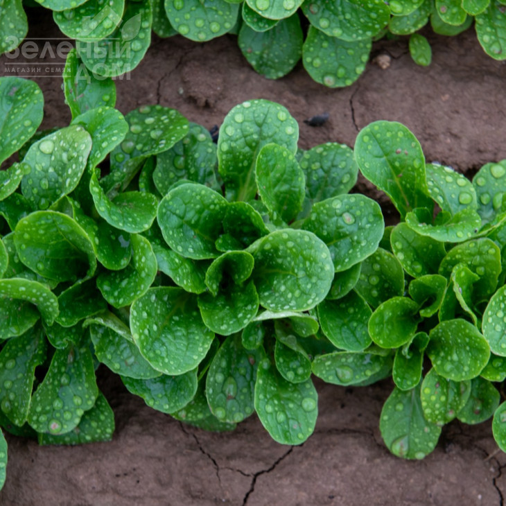 Бонвіта / Bonvita фото 2