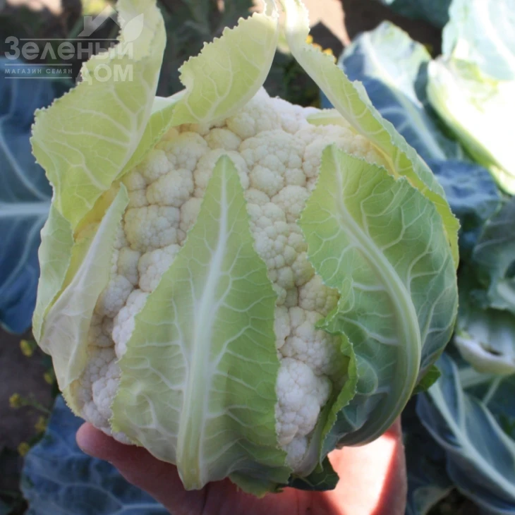 ТС 19-1403  F1 / TS 19-1403  F1, 60-65 дней фото 1