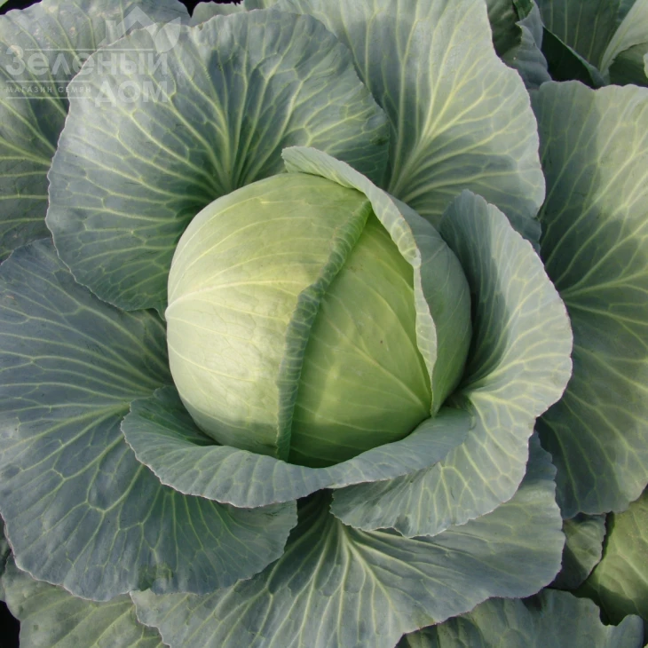 Полар / Polar,140-150 дней фото 1