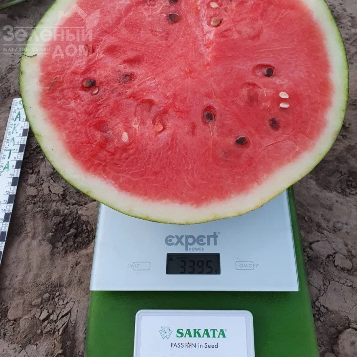 Фаер Бол F1 / Fire Ball F1, 55-50 днів фото 4