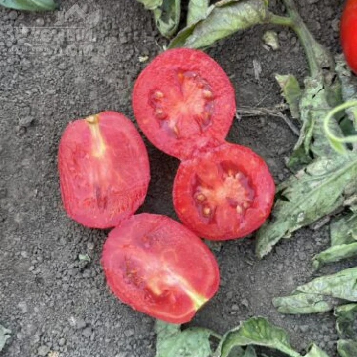 6107 F1 / 6107 F1 фото 2