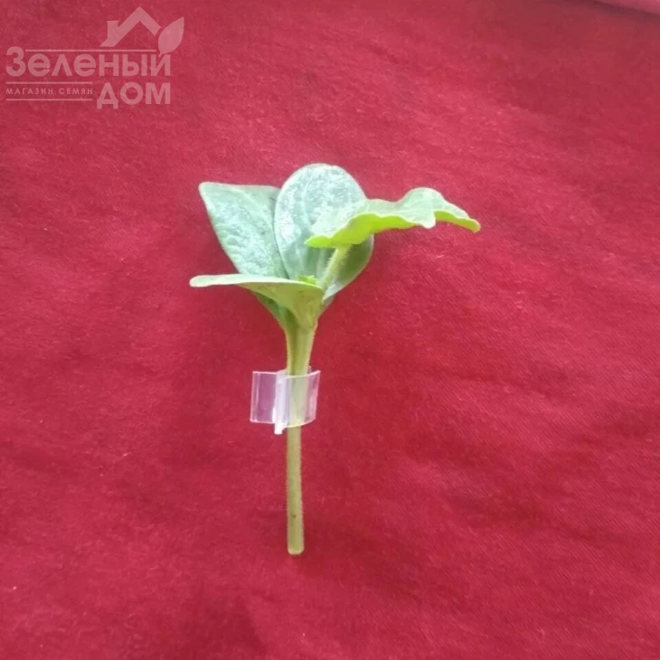 Рут Пауер F1 / Rut Pauer F1 фото 2