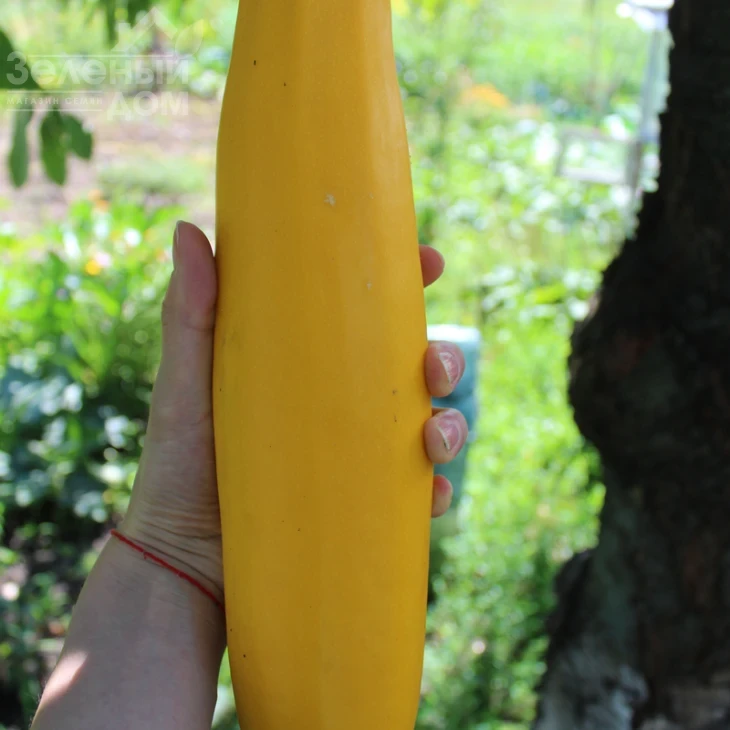 Эклер F1 (PL 6010) / Ekler F1 (PL 6010), 45 дней фото 4