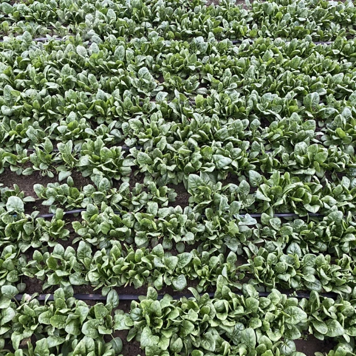 Тромбон F1 / Trombon F1 фото 2