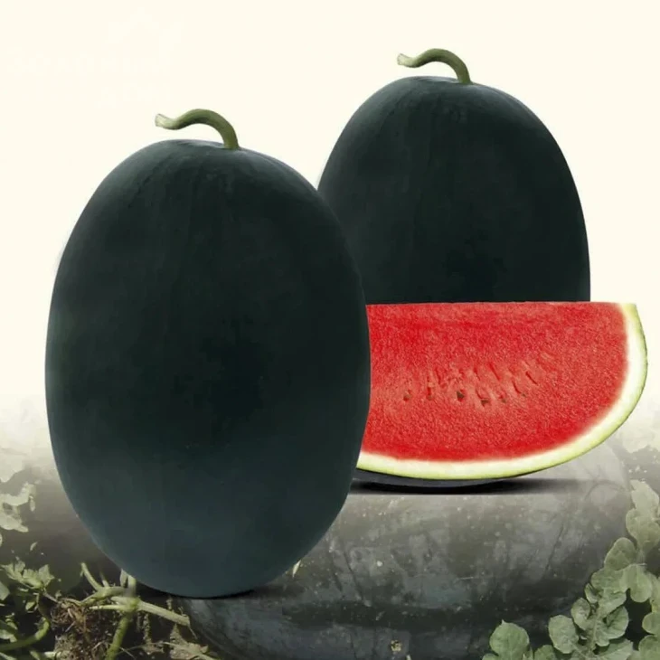 Реве F1 / Reve F1 фото 1