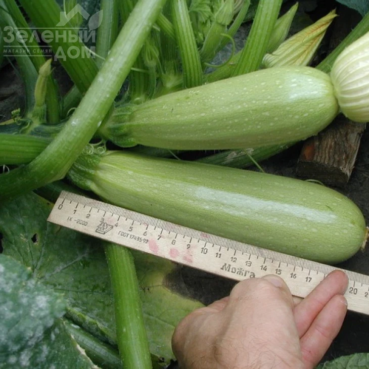 Алия F1 / Alija F1,40-45 дней фото 4