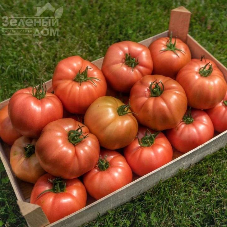 Гюсто F1 / Gusto F1 фото 1