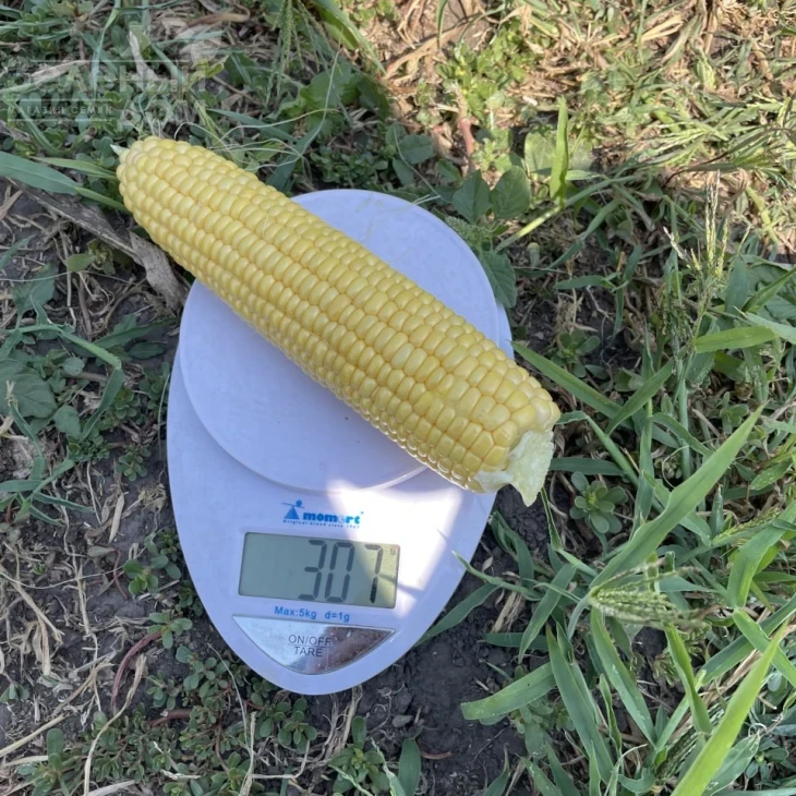 Апачи F1 / Apachi F1  фото 2