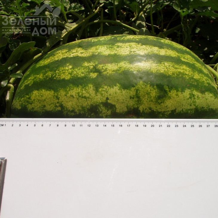 Медісон F1 / Medison F1,64-68 днів фото 3