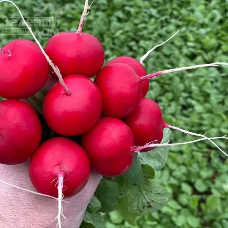 Аутелла F1 / Autella F1,22-25 дней фото 1