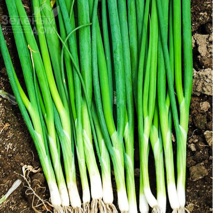 Грін Баннер F1 / Green Banner F1,40 днів фото 2