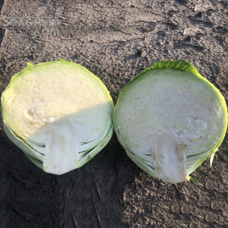 Меріленд F1 / Merilend F1,120 днів фото 1