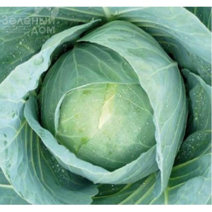 Бухарест F1 / Bucharest F1,82-87 днів фото 1