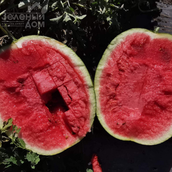 Блекі (INX 1748) F1 / Blacky (INX 1748) F1,62-63 дні фото 5