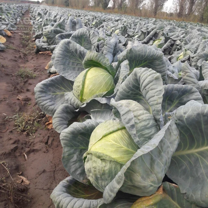 Ларсия F1 / Larsia F1 фото 3