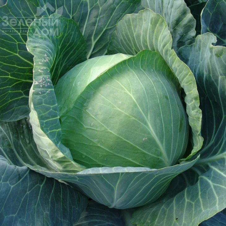 Авак F1 / Avak F1,115-120 дней фото 1