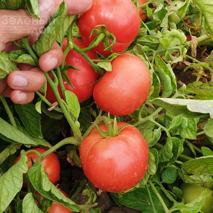 Пинкджейн F1 / Pinkjain F1, 65-70 дней фото 1