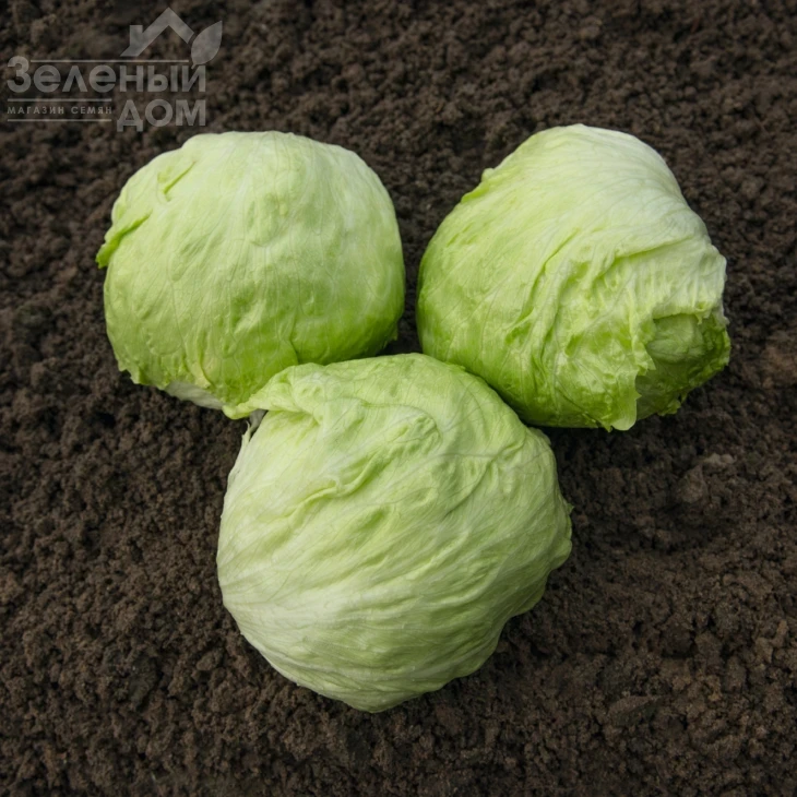 Джойс / Joice,53-55 дней фото 1