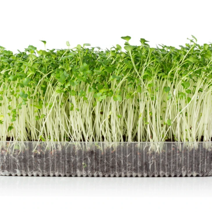 Микрогрин Мизуна зеленая / Microgreen Mizuna green  фото 1