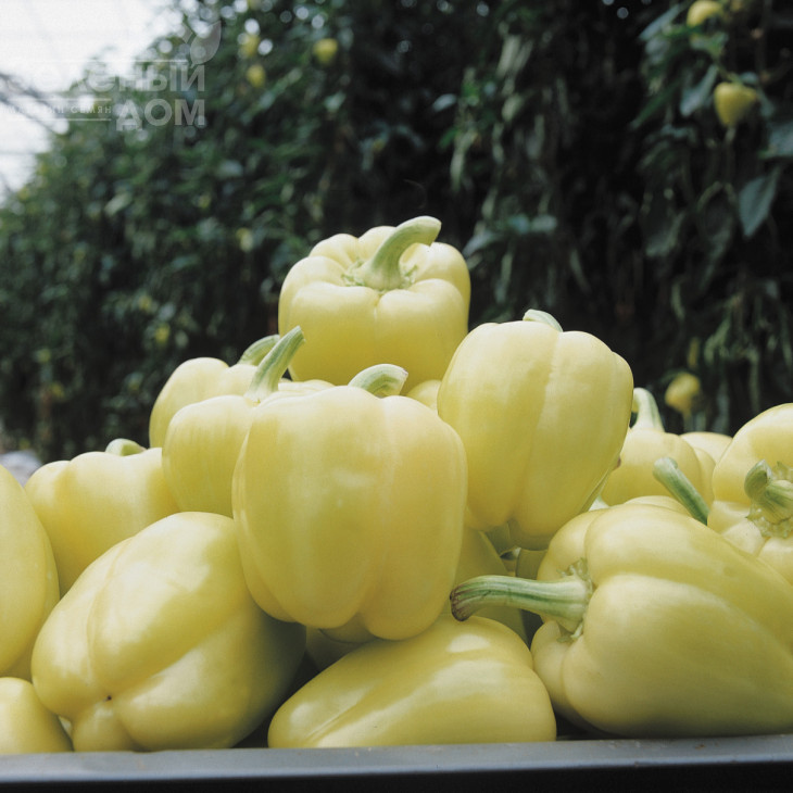 Блонді F1 / Blondy F1,60 днів фото 1