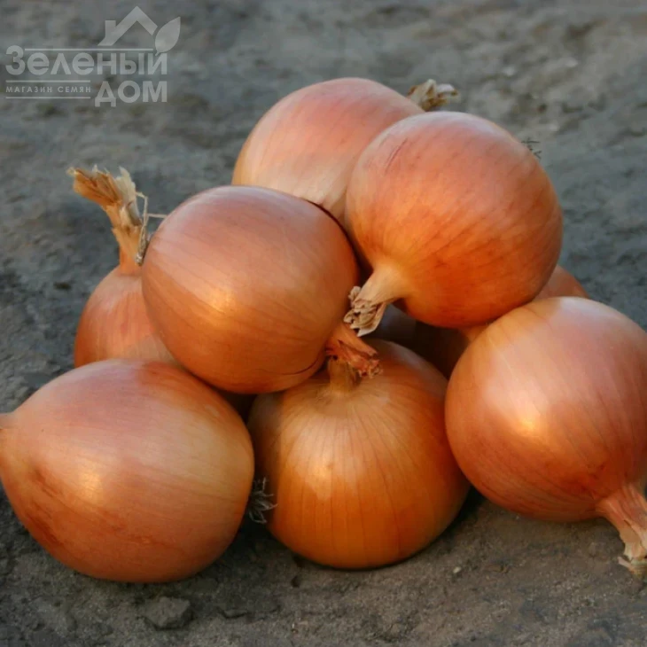 Универсо F1 / Universo F1,110-115 дней фото 1