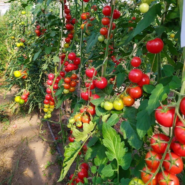 Блейз F1 (1617) / Bleyz F1 (1617) ,95 дней фото 1