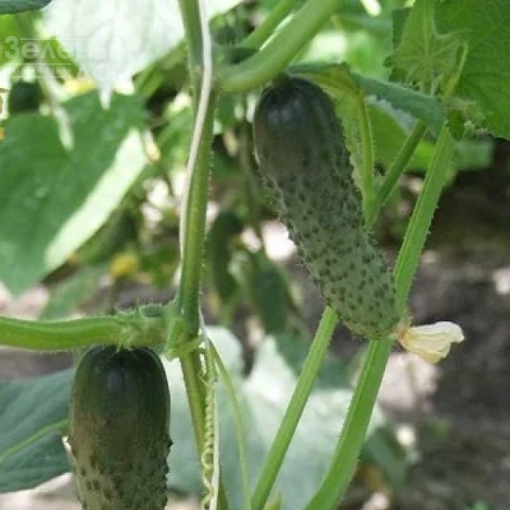 Альянс F1 / Allianz F1,40-45 дней фото 3