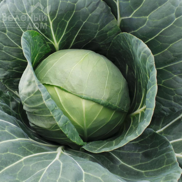 Фарао F1 / Farao F1,65 днів фото 1