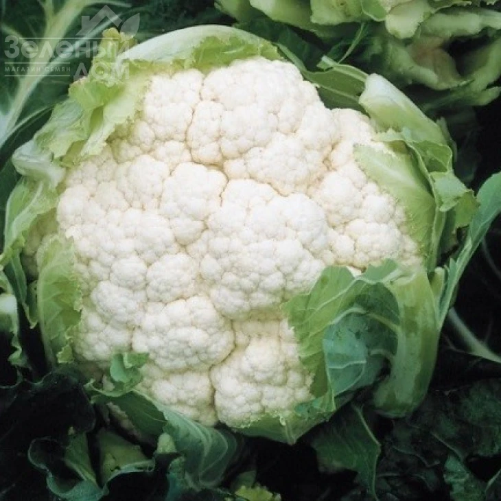 Америго F1 / Amerigo F1,80-85 дней фото 4