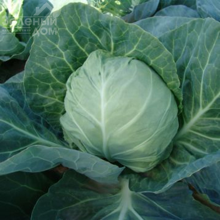 Горнет F1 / Hornet F1,57-62 дні фото 1