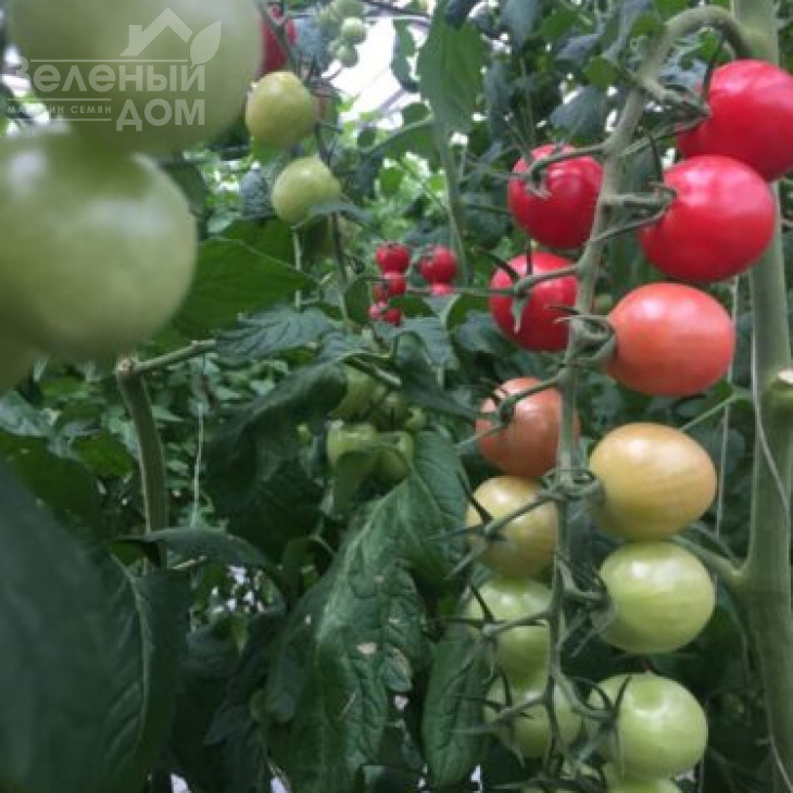 СТ-25 F1 / ST-25 F1,100 днів фото 2