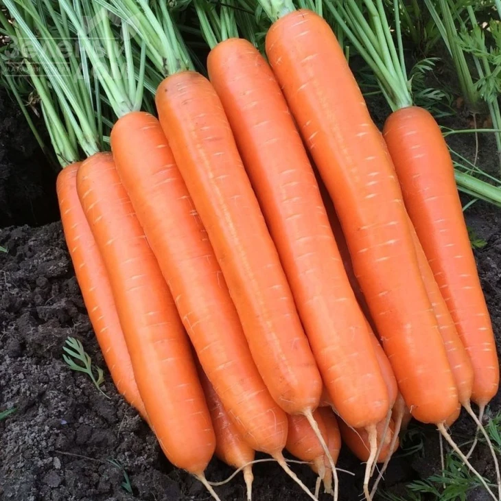 Альянс F1 / Alliance F1 фото 2