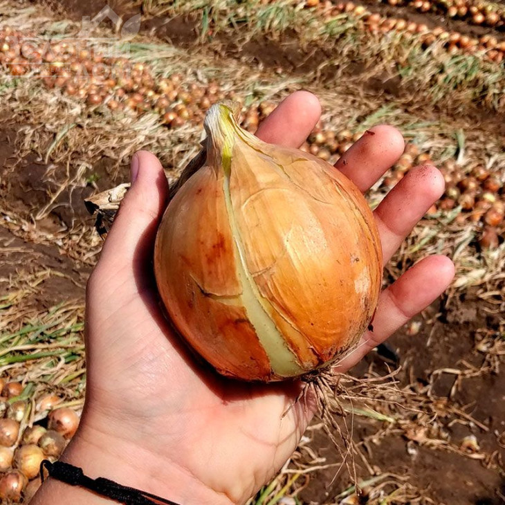 Даріка F1 (ЦРХ 2386) / Daryca F1 (CRX 2386), 93-95 днів фото 2