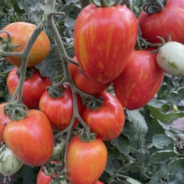 Филадельфия F1 / Philadelfia F1, 95 дней фото 2