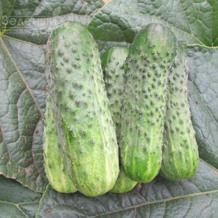 Циркон F1 / Zircon F1,45-50 днів фото 2