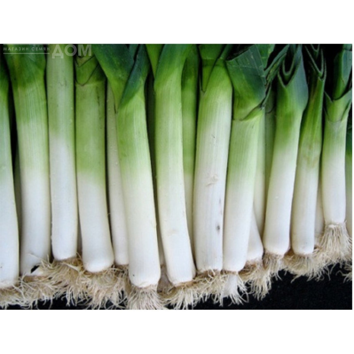 Елефант / Elefant,140-150 днів фото 1