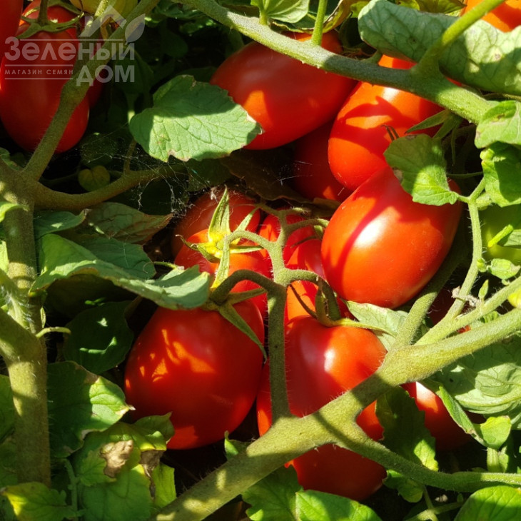 Рекордсмен F1 / Recordsman F1, 115-120 днів фото 2