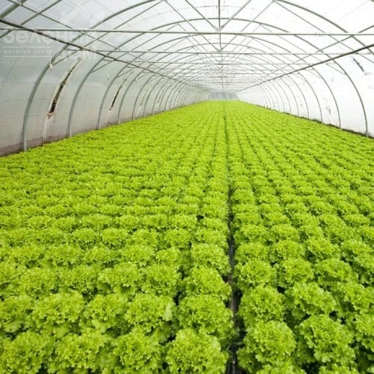 Аннисол / Annisol  фото 1