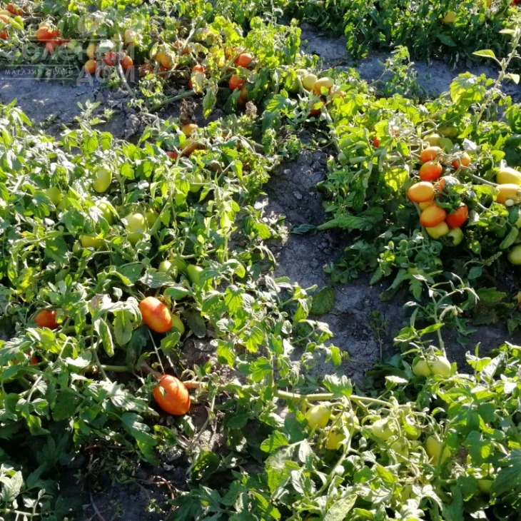 Хантер F1 / Hanter F1 фото 2