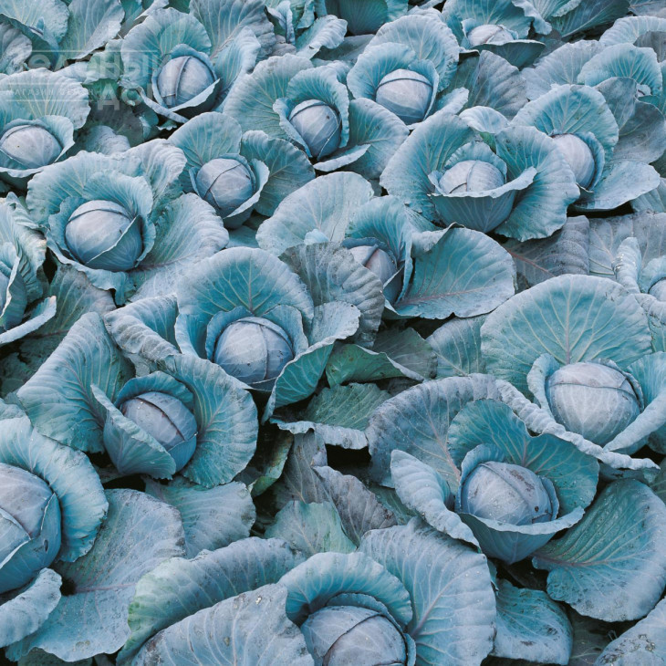 Прім'єро F1 / Primero F1,78 днів фото 3