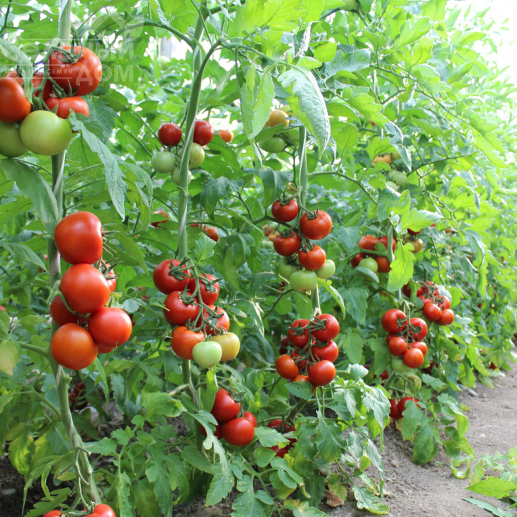 Дантіна F1 / Dantina F1,105-115 днів фото 2