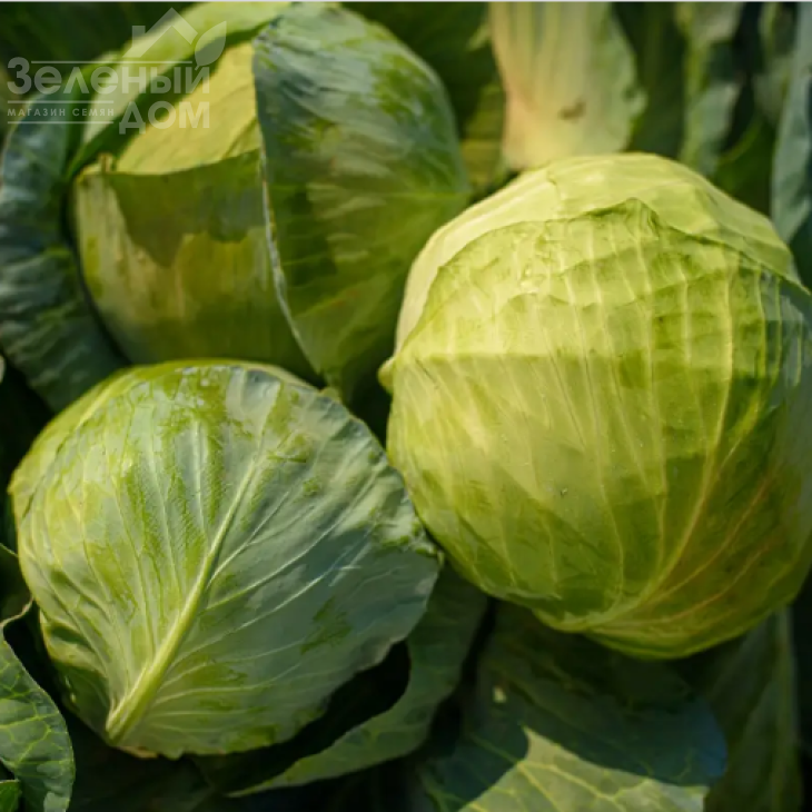 Лотто F1 / Lotto F1, 95-110 днів фото 2