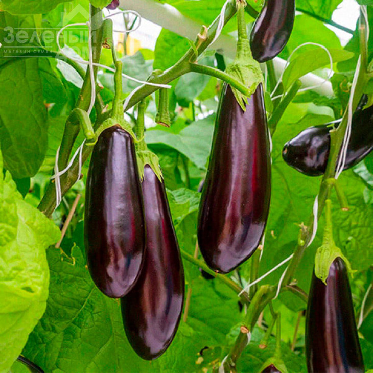 Лонг Вайлетт  / Long Vajalet, 70-80 днів фото 1