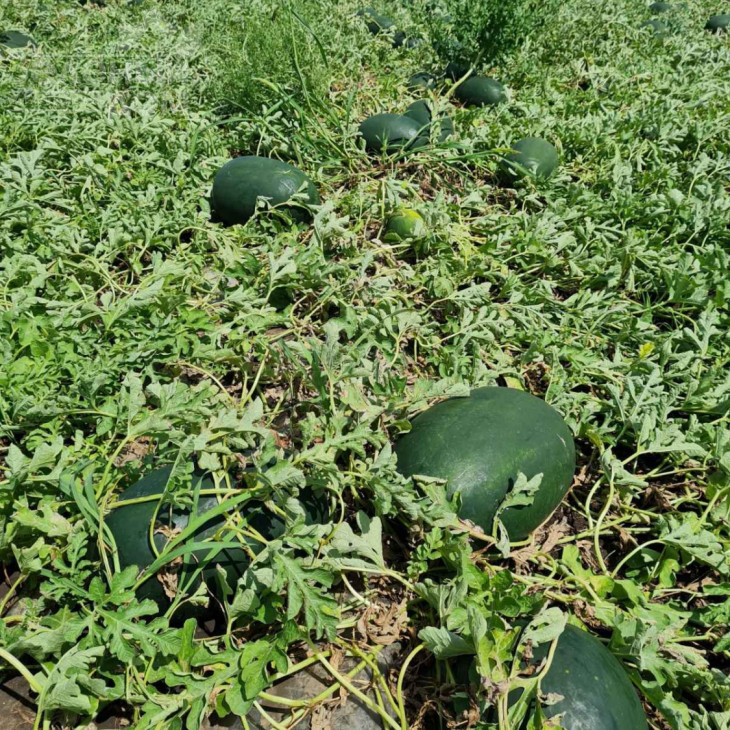 ЦРХ 10510 F1 / CRX 10510 F1 фото 2