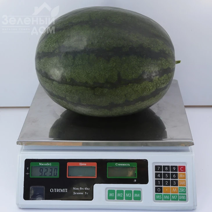 КС 500 F1/  KS 500 F1,60-65 дней фото 2