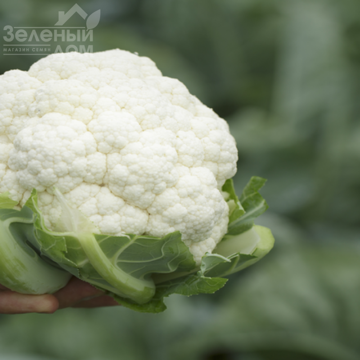 Пакстон F1 / Paxton F1, 85-90 днів фото 2