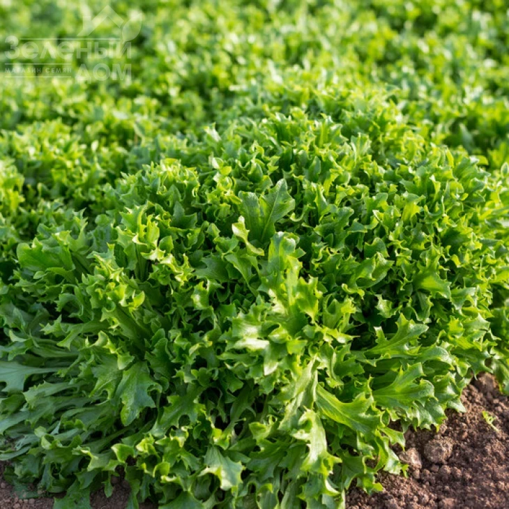 Чепмен / Chapman фото 3