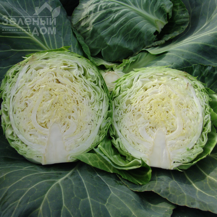 Калібро F1 / Kalibro F1,85-90 днів фото 2